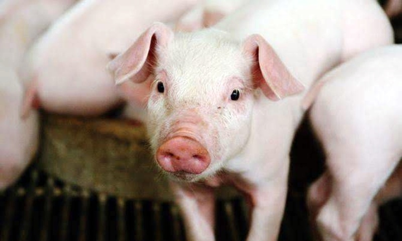 เกษตรกรค้านแนวคิดนำเข้าเนื้อหมูสหรัฐ เสี่ยงกระทบวงจรเลี้ยงหมูพังทั้งประเทศ 