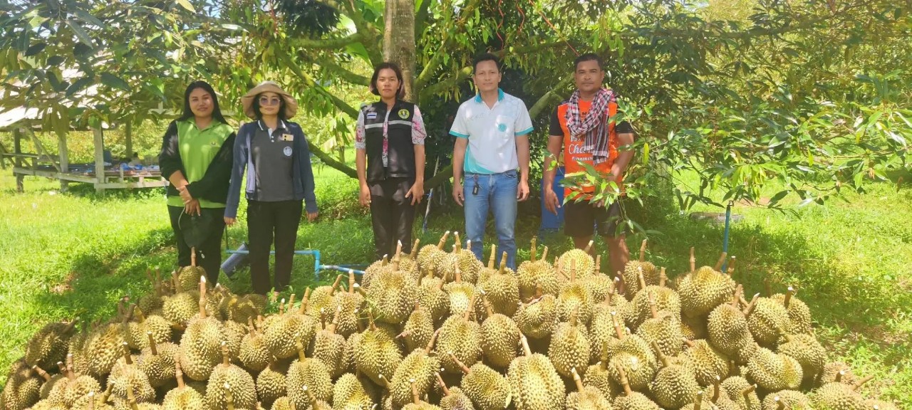 ตรัง คุมเข้มการซืัอขายทุเรียนอ่อน ป้องกันทุเรียนด้อยคุณภาพออกสู่ตลาด 