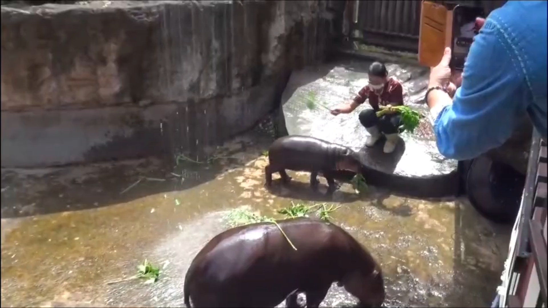 สวนสัตว์ขอนแก่น  จัด " Rain Shower"  นวดผ่อนคลาย ให้กับ “หมูด้วง”  ขณะที่นักท่องเที่ยวชมความน่ารักตะมุตะมิแน่นสวนสัตว์ทุกวัน
