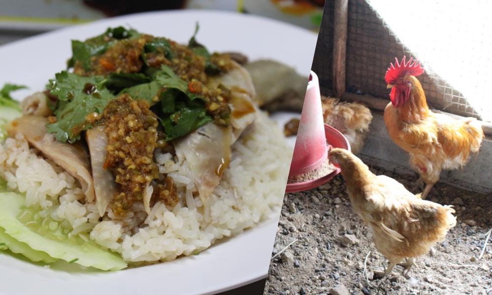 ชาวเบตงภูมิใจ!! "ไก่เบตงย่างกอและ" ขึ้นโต๊ะอาหารต้อนรับคณะผู้นำประเทศร่วมประชุมเอเปค