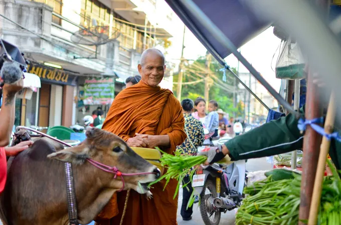 หลวงพ่อจูงวัวออกรับบิณฑบาตโปรดญาติโยม