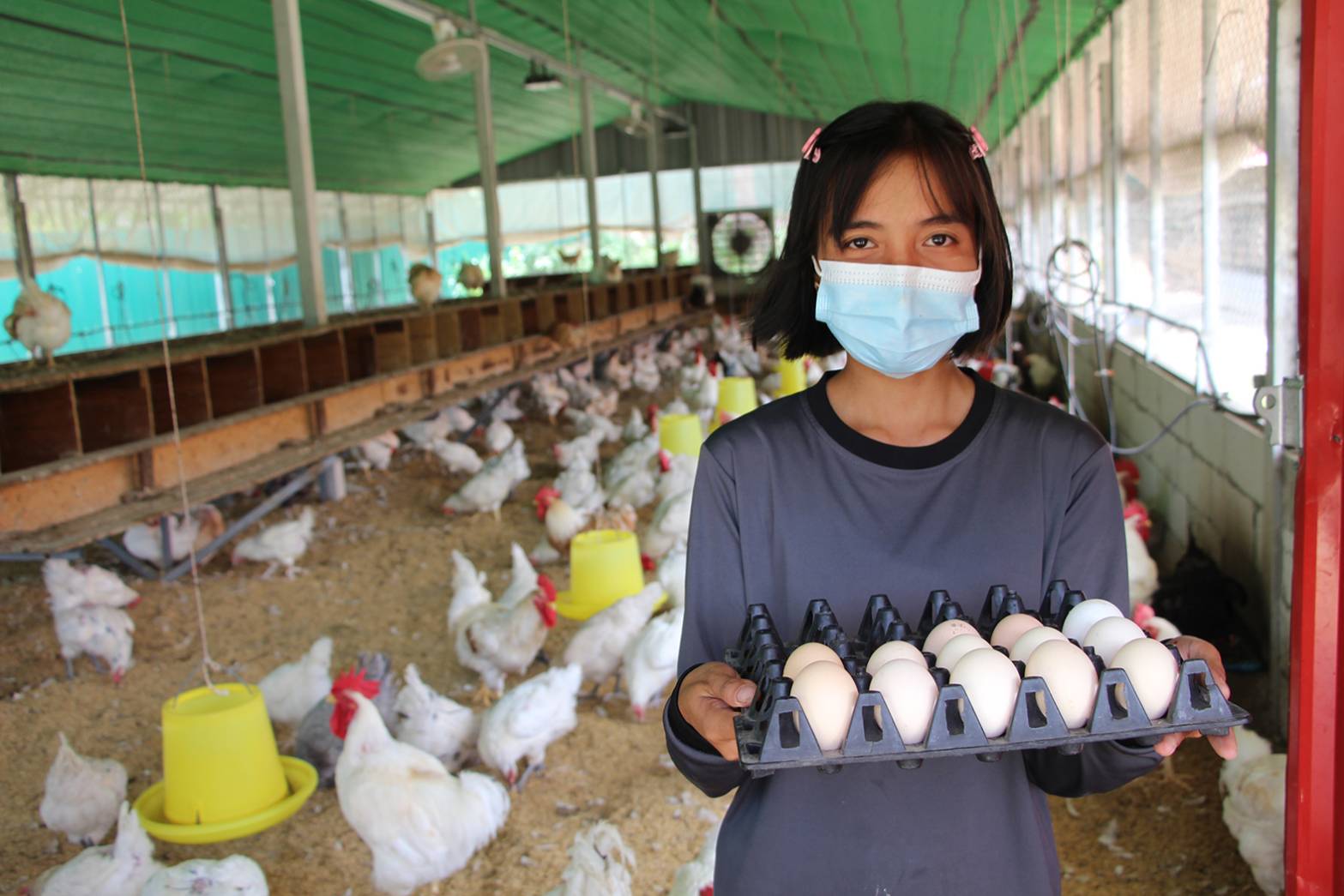 ราชบุรีพบไข่ไก่สีขาวสายพันธุ์ใหม่เหมือนไข่เป็ด