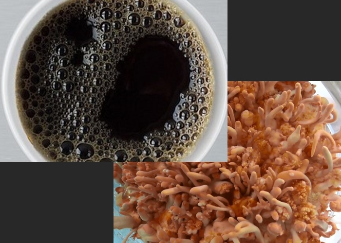 อย่าเป็นเหยื่อ!การตลาด “กาแฟถั่งเช่า” กินแก้ปวดข้อ-ปวดหลัง ไม่ได้ 