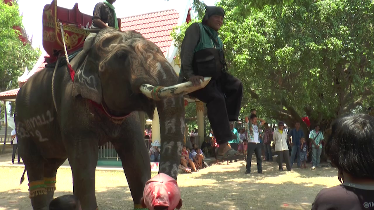 บุรีรัมย์ วอนรัฐหนุนท่องเที่ยวเมืองรองตักบาตรหลังช้างประเพณีหนึ่งเดียว