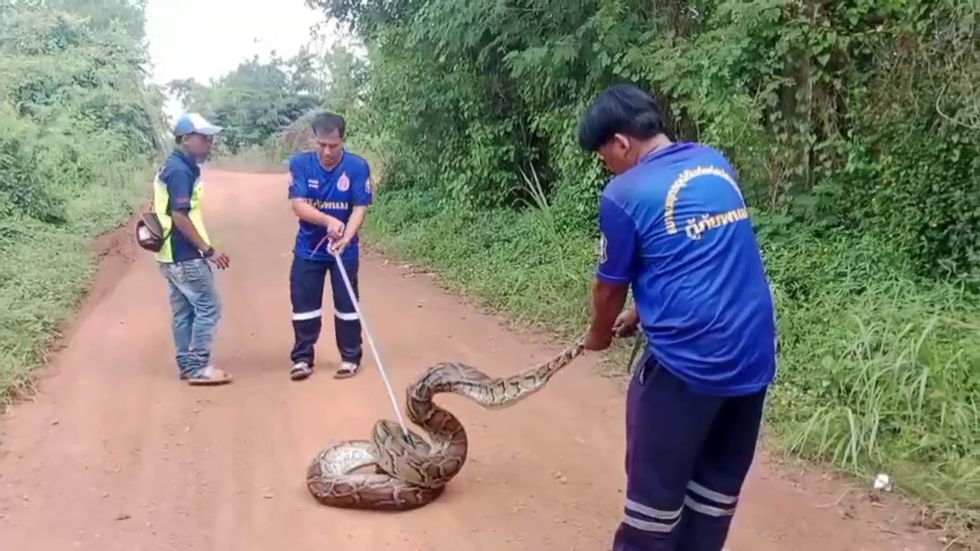 เจ้าของลุยถางหญ้าโล่งพบ"งูเหลือม"หัวขโมยขนาดมหึมาหนักเกือบ 50 กก.ยาวกว่า 7 เมตรเข้ามาเขมือบไก่ชนที่เลี้ยงไว้หลายตัว