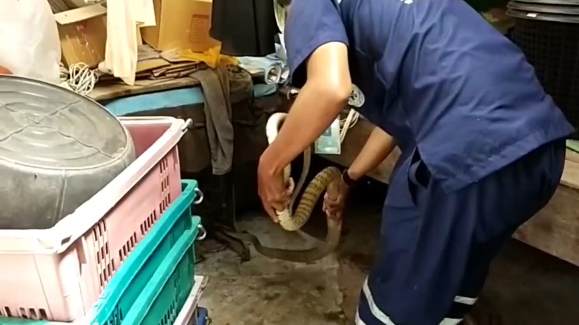 ชาวบ้านผวานึกว่างูจงอางเลื้อยเข้าบ้านจับได้เป็นงูสิงหางลาย   