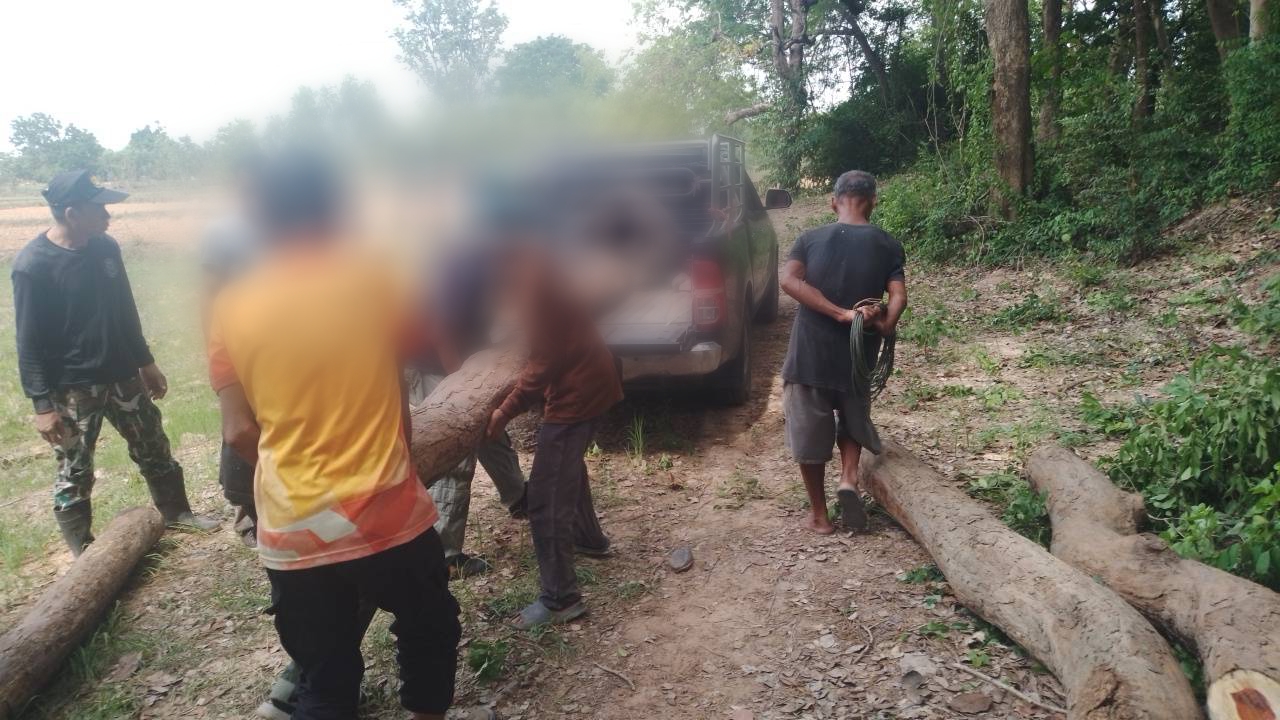 สุรินทร์ เจ้าหน้าที่ชุด ปทส.นำกำลังเข้าตรวจยึดไม้พะยูง 16 ท่อน ชาวบ้านลักลอบตัด 