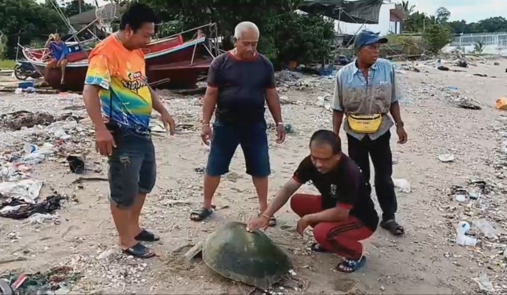 ชาวบ้านพบเต่าตนุอายุกว่า 10 ปี นน.กว่า 20 กก. ลอยติดชายหาดบางพระ ศรีราชา