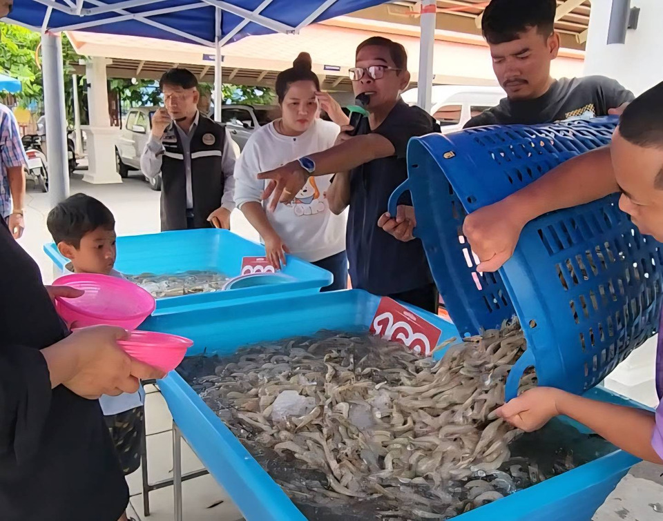 มาเลเซียแบนกุ้งไทย 5 ชนิด! อยุธยาวิกฤต ราคาดิ่งฮวบ ชาวบ้านแห่ต่อคิว “ตักกุ้ง 89 บาท” แน่นศาลากลาง