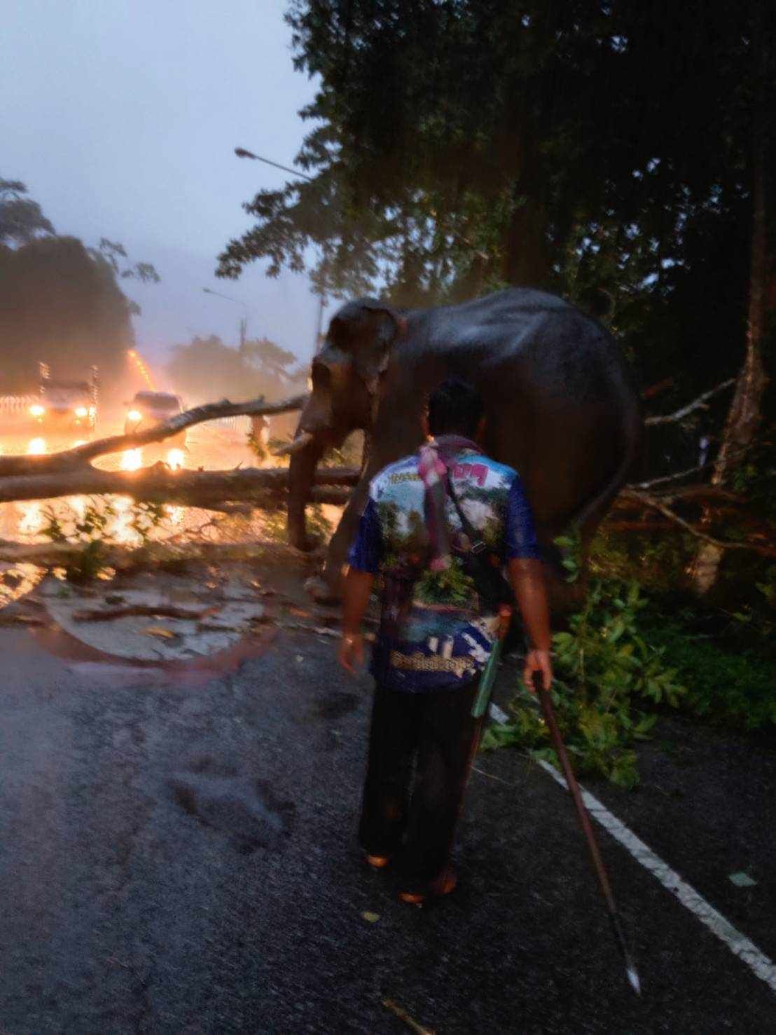 พังงา ชื่นชมช้างพรายน้ำเพชร ฝ่าสายฝนช่วยดันต้นไม้ขนาดใหญ่ จำนวน 2 ต้น ถูกพายุพัดลมขว้างถนน