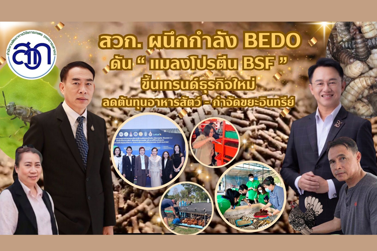 สวก. ผนึกกำลัง BEDO เขย่าวงการอุตสาหกรรมอาหารสัตว์ไทย ดัน“แมลงโปรตีน BSF”  ขึ้นเทรนด์ธุรกิจใหม่