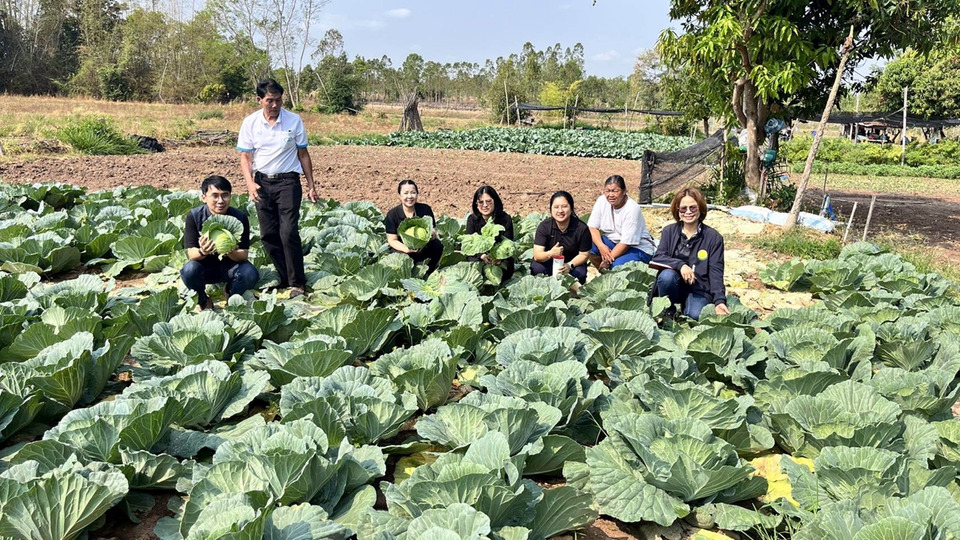 เกษตรคำเขื่อนแก้ว ดันแปลงใหญ่ยโสธร ผลิตผักปลอดภัยสู่สินค้าเกษตรมูลค่าสูง