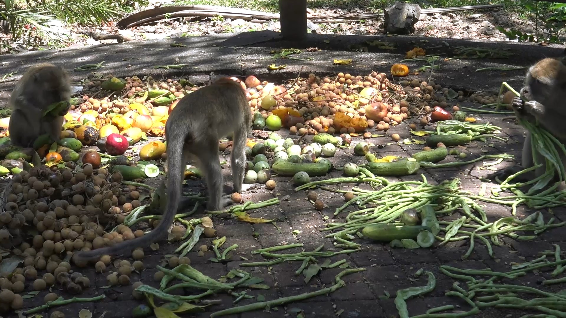 ลิงเมินปาร์ตี้ผลไม้ลำใย-แอปเปิล​ ไม่ใช่อาหหารโปรโ​ กินถั่วฝักยาว-มะม่วง