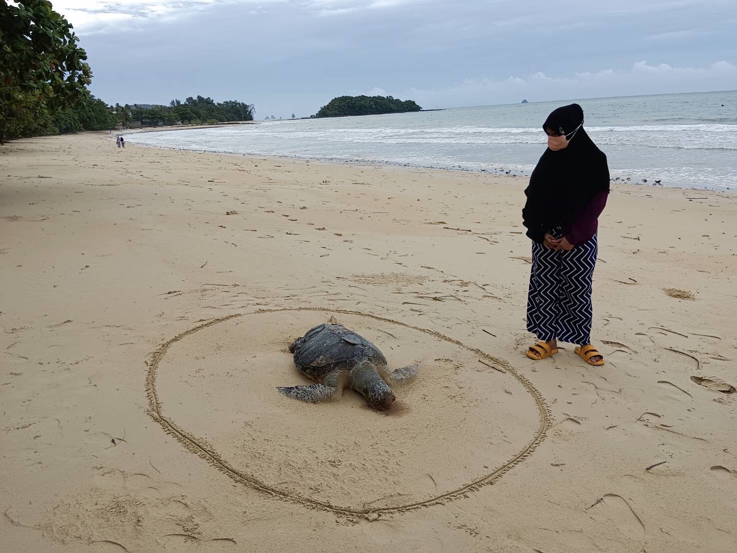 สุดสงสาร!! 'เต่าหญ้า'ขนาดใหญ่ตายเกยหาดเกาะกวาง จนท.เร่งเก็บซากพิสูจน์