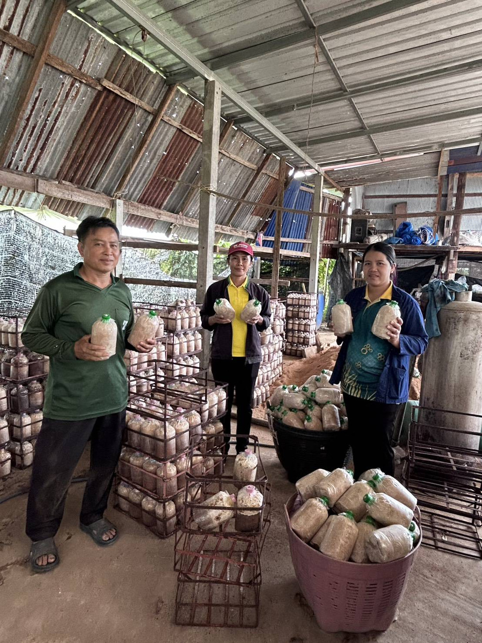 ยโสธรส่งเสริมเกษตรกรเพาะเห็ดนางฟ้าภูฐานและเห็ดหูหนู