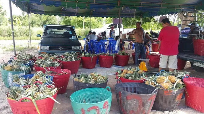 ราชบุรี เปิดตลาดเมืองกรุง ส่งสับปะรดแปลงใหญ่สู่ผู้บริโภคสินค้าคุณภาพ