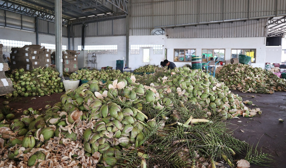 ดอยคำ ผนึก พี วาย ไทยฟรุต แก้วิกฤตมะพร้าวล้นตลาดราชบุรี พยุงรายได้เกษตรกร