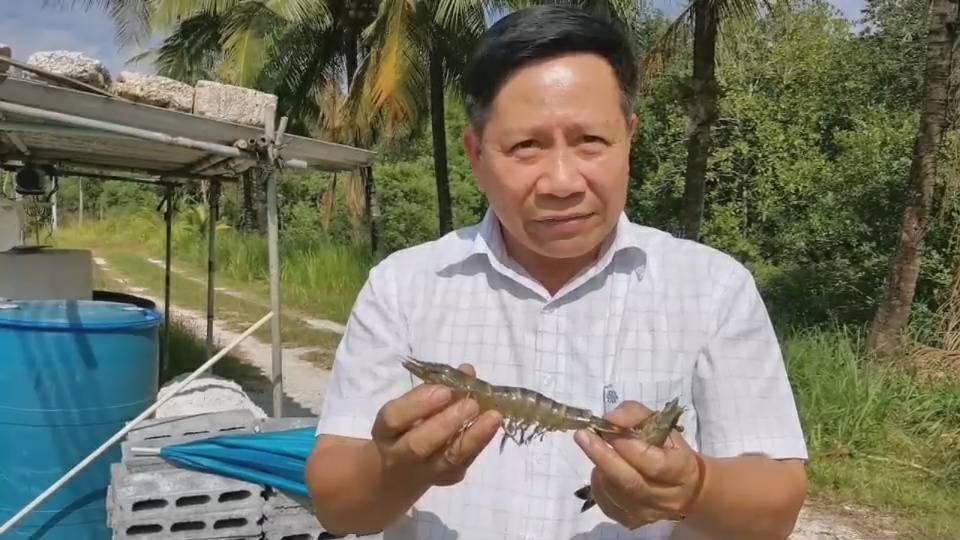 พังงาราคากุ้งเลี้ยงดีขึ้นรับตรุษจีน