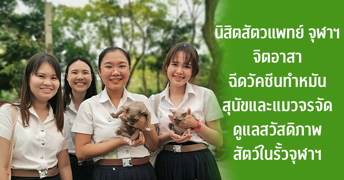 นิสิตสัตวแพทย์ จุฬาฯ จิตอาสา ฉีดวัคซีน ทำหมันสุนัข-แมวจรจัด 