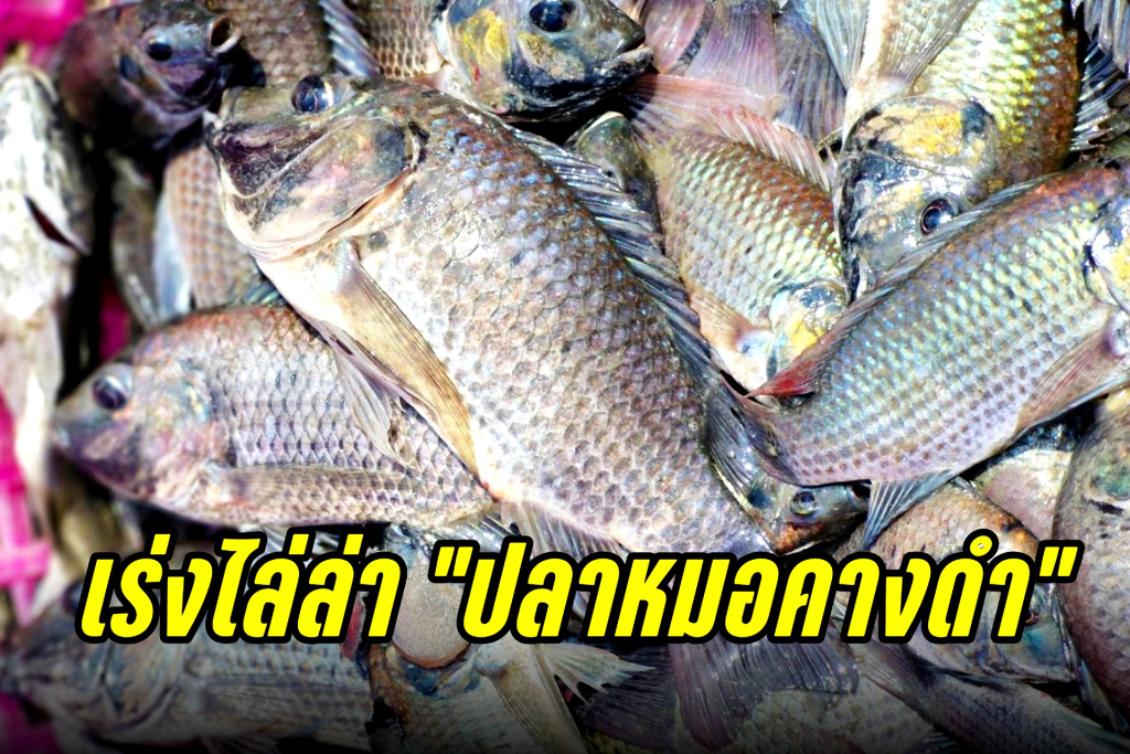 เร่งไล่ล่า "ปลาหมอคางดำ" มุ่งแก้ปัญหา ดีกว่าหาตัวคนผิด