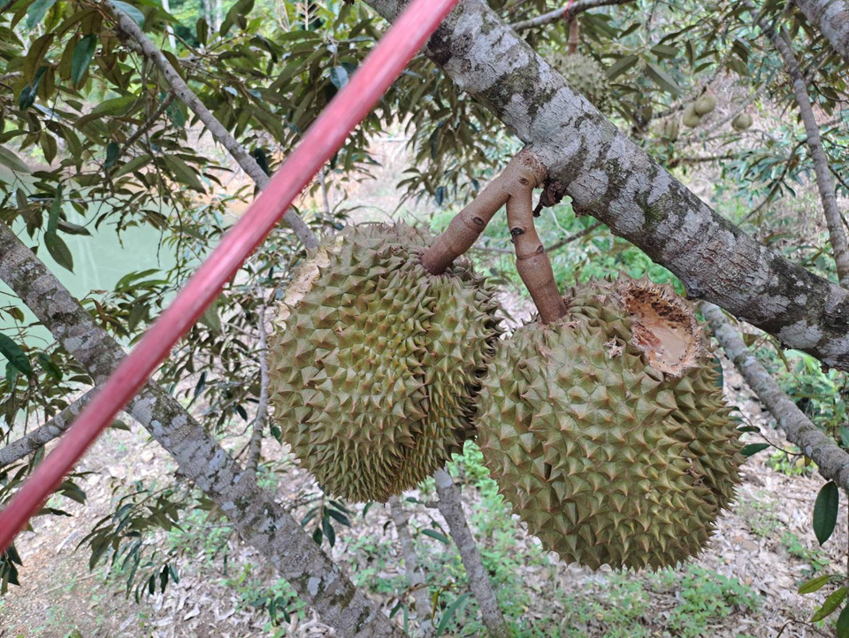 สวนทุเรียนจันทบุรีช้ำหนัก! กระรอกป่าบุกเจาะหมอนทองส่งออก ใกล้เก็บเกี่ยว 10 วันเสียหายยกต้น 