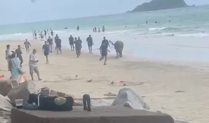 ควายเชือกหลุดจากศูนย์เกษตรพอเพียงมาวิ่งเล่นบริเวณชายหาดนางรำทำชาวบ้านวิ่งหนีกันวุ่น