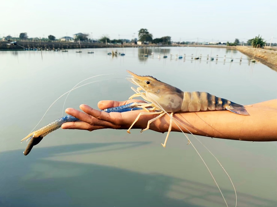 ดัน “กุ้งก้ามกราม” ขึ้นห้างโมเดิร์นเทรด-ปั๊มน้ำมัน กระจายผลผลิต ช่วยเกษตรกรจากพิษโควิด-19