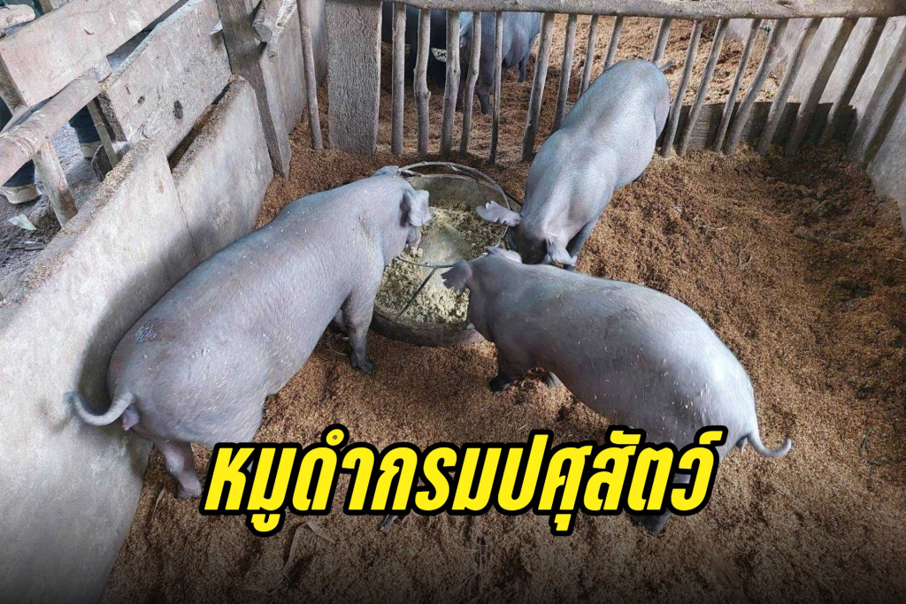 ปศุสัตว์มุ่งพัฒนาสัตว์พันธุ์ดี “หมูดำกรมปศุสัตว์เพื่อเกษตรกรรายย่อย”