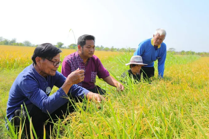 เกษตรจังหวัดสิงห์บุรี ชูกลุ่มแปลงใหญ่ข้าวทับยา อนุรักษ์การผลิต ‘ข้าวหอมแม่ลาอินทรีย์’ มาตรฐานครบวงจร
