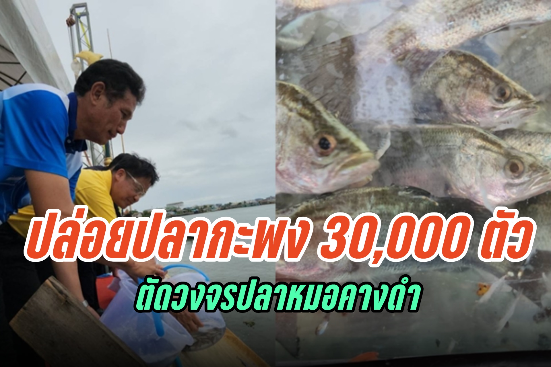 สมุทรสาคร ปล่อยปลากะพง 30,000 ตัว ตัดวงจรปลาหมอคางดำ