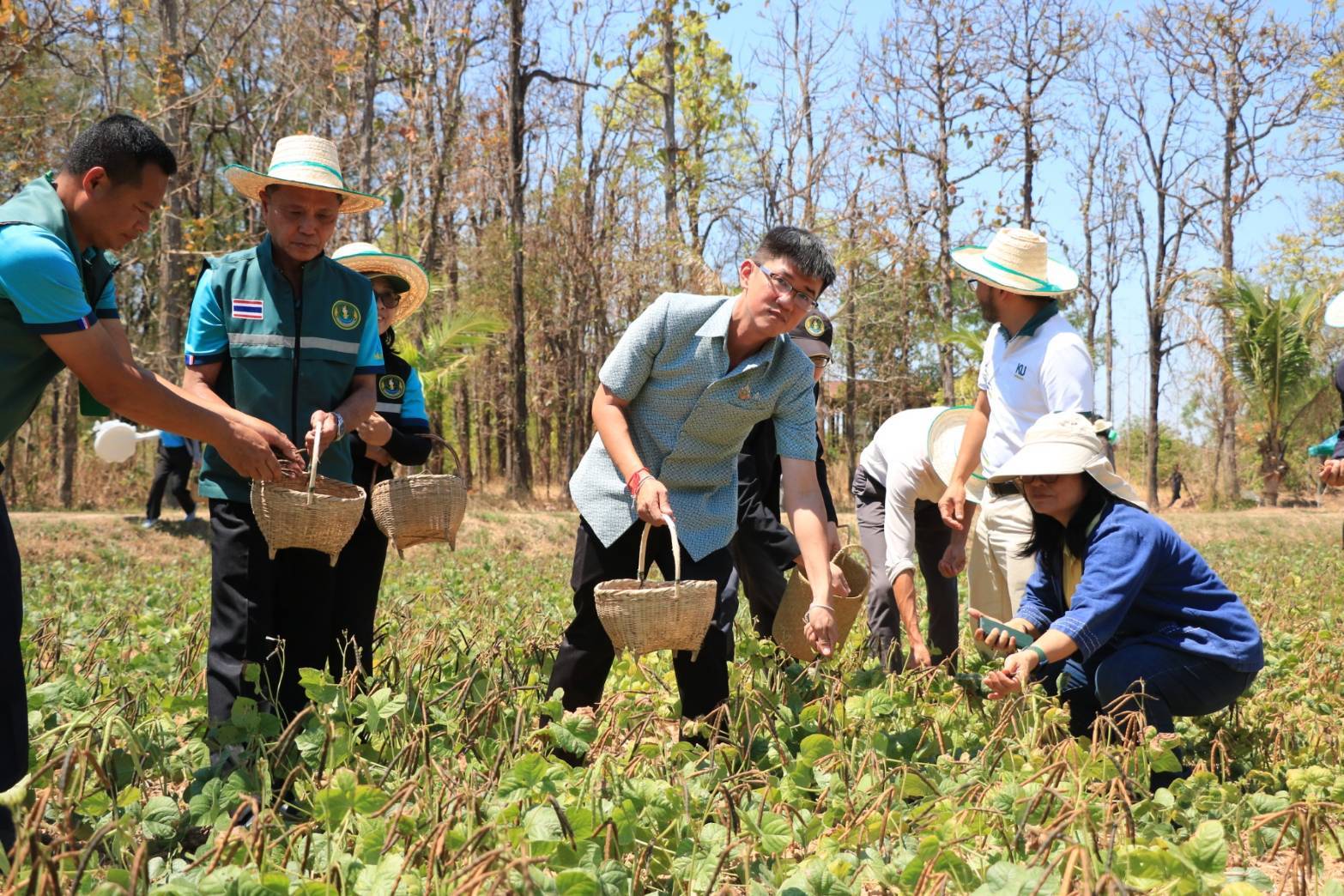 รองผู้ว่าฯยโสธรเปิดวันเก็บเกี่ยวถั่วเขียว KUMLและเปิดศูนย์เรียนรู้เทคโนโลยีการผลิตถั่วเขียว KUML ระดับชุมชน