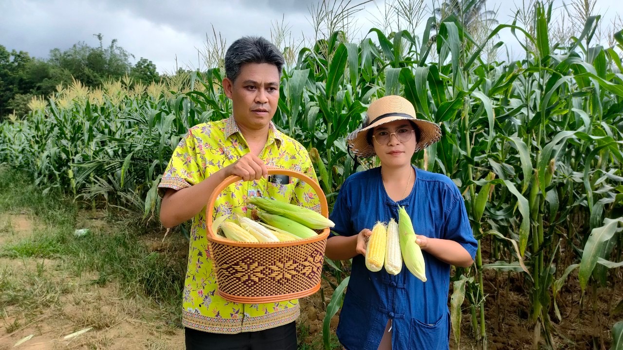 สตูลสุดปัง! เกษตรกรสวนปาล์มน้ำมันปลูกข้าวโพดเสริม  ทำเงินแตะปี 3 แสน 