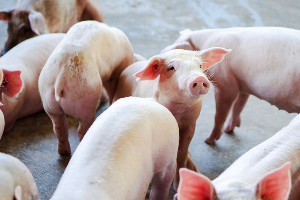 อุปนายกสมาคมหมู ชี้กินเจ-ฝนชุก กระทบราคาหมูช่วงสั้น ย้ำคุม PRRS อยู่