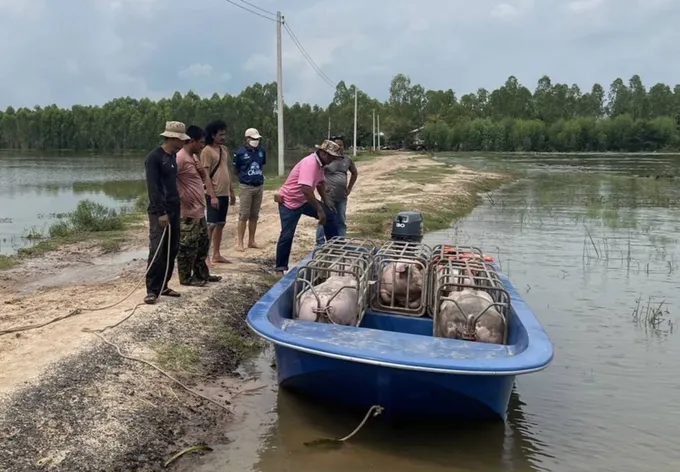 'น้ำมูล'ท่วม อ.แคนดง 13 หมู่บ้านนาข้าว 1.4 หมื่นไร่จมบาดาล  เร่งอพยพรับมือ 'โนรู'ถล่มซ้ำ