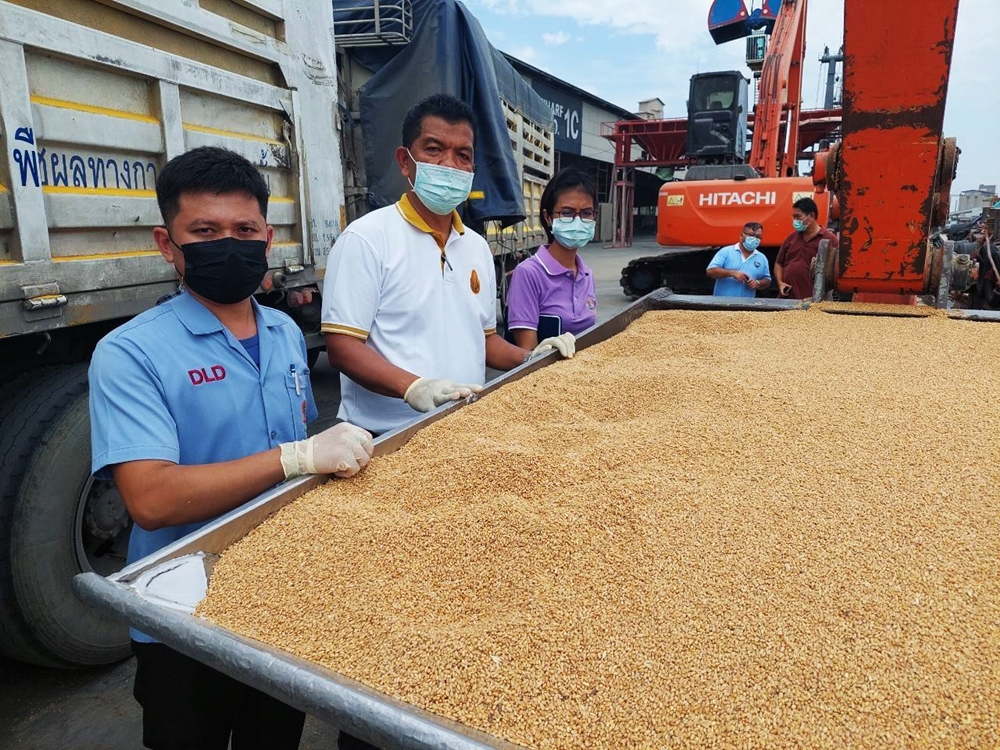 ปศุสัตว์ ลุยตรวจสอบข้าวสาลีเลี้ยงสัตว์นำเข้า เน้นมาตรฐานตาม พรบ.ควบคุมคุณภาพอาหารสัตว์