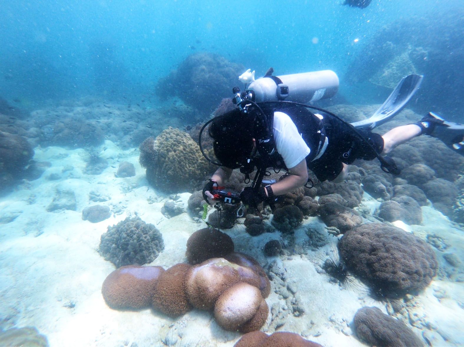  อช.หาดวนกร ทำภารกิจพิทักษ์ทะเล สำรวจปะการังฟอกขาวและเก็บกู้ซากเครื่องมือประมง 