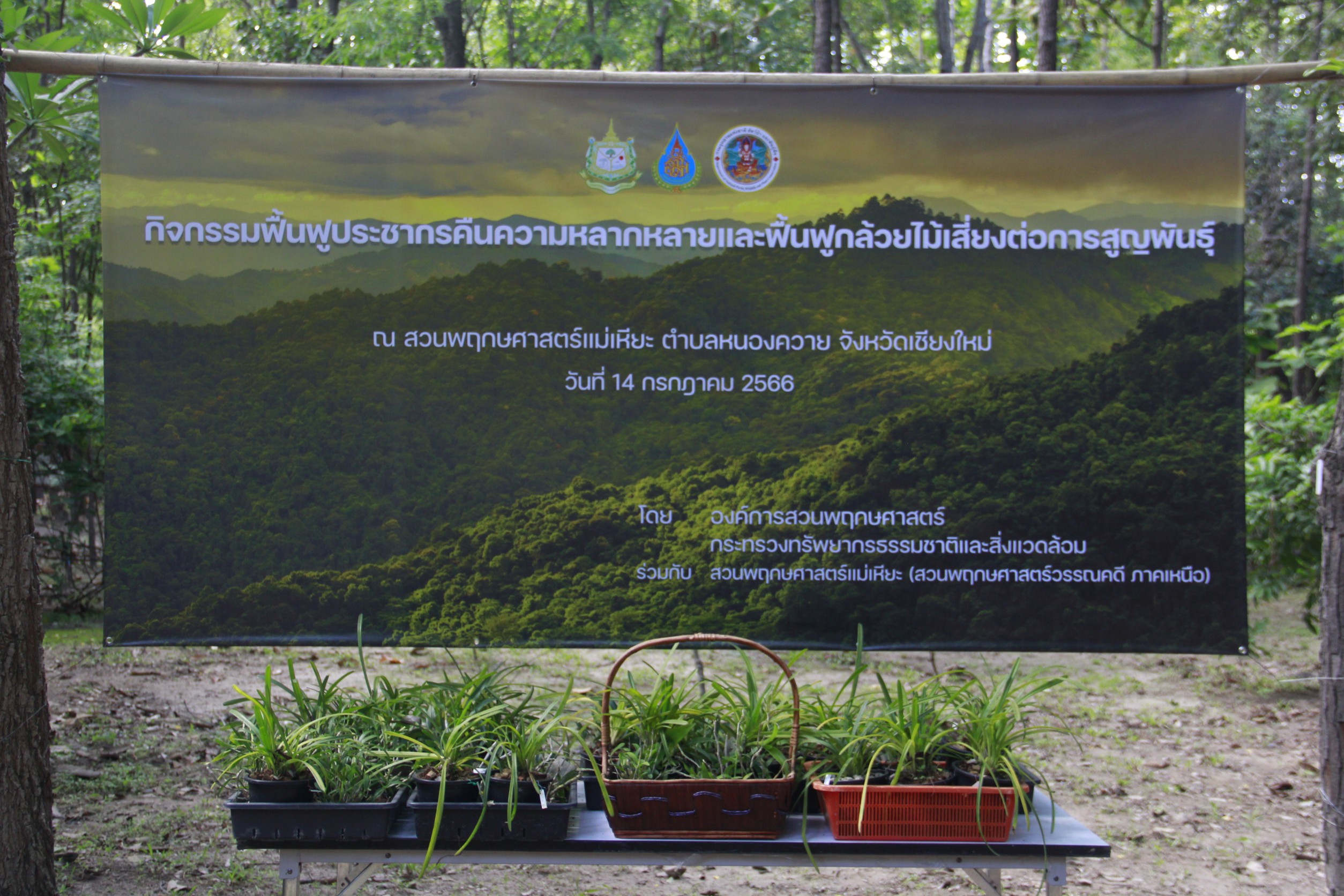 สวนพฤกษศาสตร์สมเด็จพระนางเจ้าสิริกิติ์ ร่วมกับ สวนพฤกษศาสตร์แม่เหียะ จัดกิจกรรมอนุรักษ์ฟื้นฟูกล้วยไม้เสี่ยงสูญพันธุ์