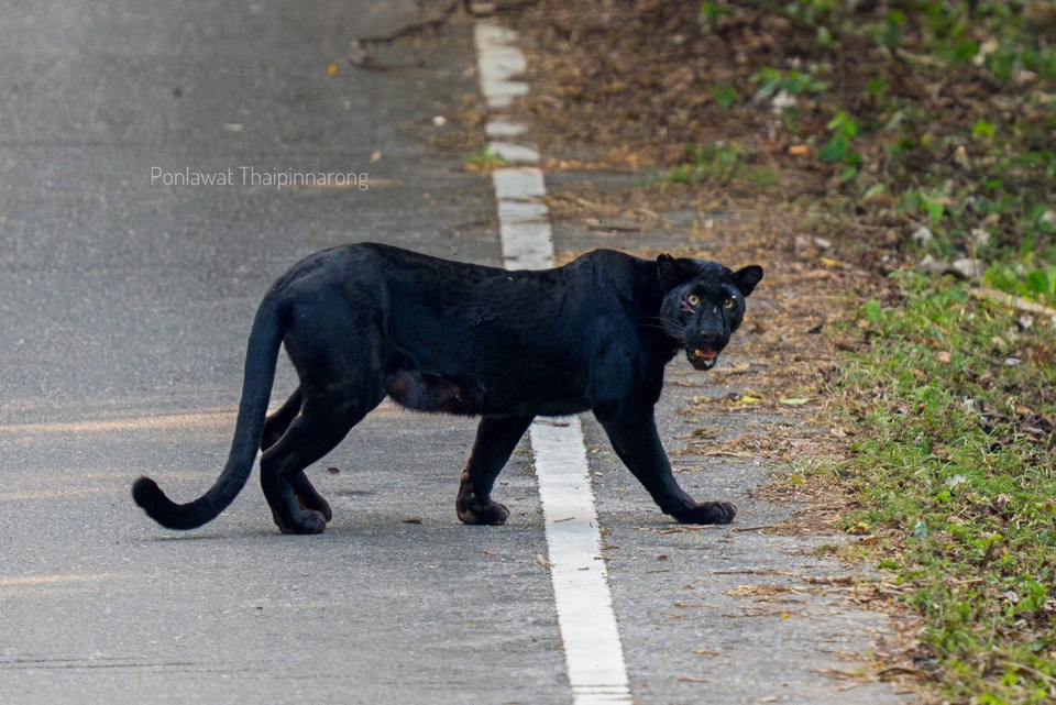 สัญญาณดี! เปิดภาพ "เสือดำแม่ลูกอ่อน" กลางป่าแก่งกระจาน ตอกย้ำความสมบูรณ์สมฐานะมรดกโลก