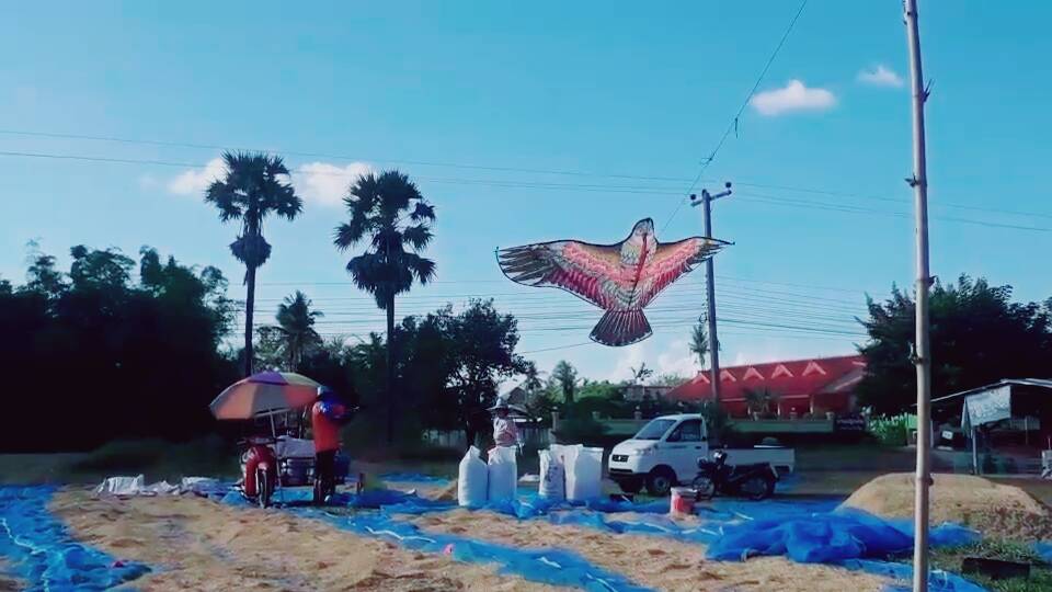 ชาวนารัตนบุรี ไอเดียเจ๋ง นําว่าวพญาเหยี่ยวมาช่วยไล่นกลานตากข้าวได้ผลเกินคาด