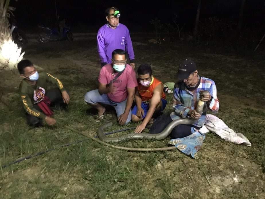 ตะลึงพบงูบองหลาขนาดใหญ่2ตัวพลอดรักในสวนปาล์มใกล้บ้าน แจ้งมือปราบอสรพิษจับด้วยมือเปล่า