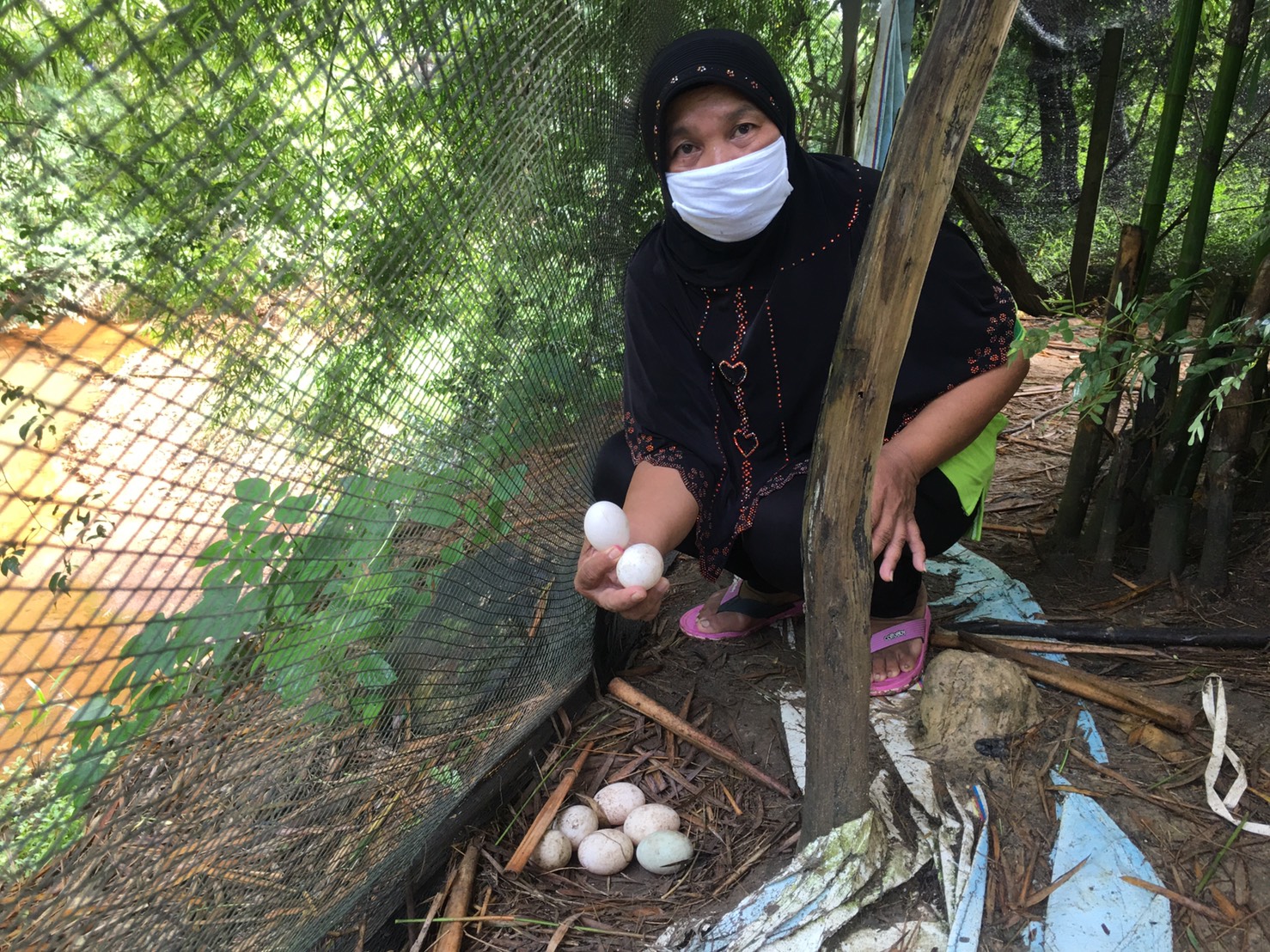 เกษตรกรสตูลสู้ภัยโควิด19 เลี้ยงเป็ดไข่ริมคลองสู่เครือข่ายแหล่งเรียนรู้ชุมชน