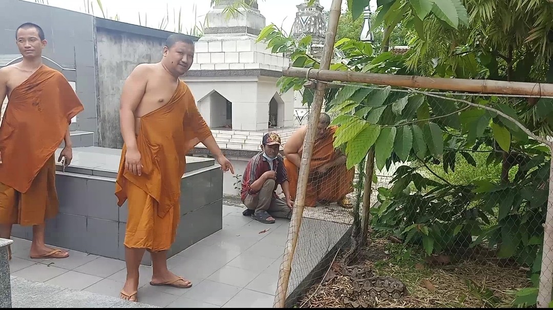  หลวงพี่ช็อคจีวรบิน ทั้งกลัวทั้งอยากจับงูเหลือมยักษ์ย่องเขมือบเล้าไก่ในวัด