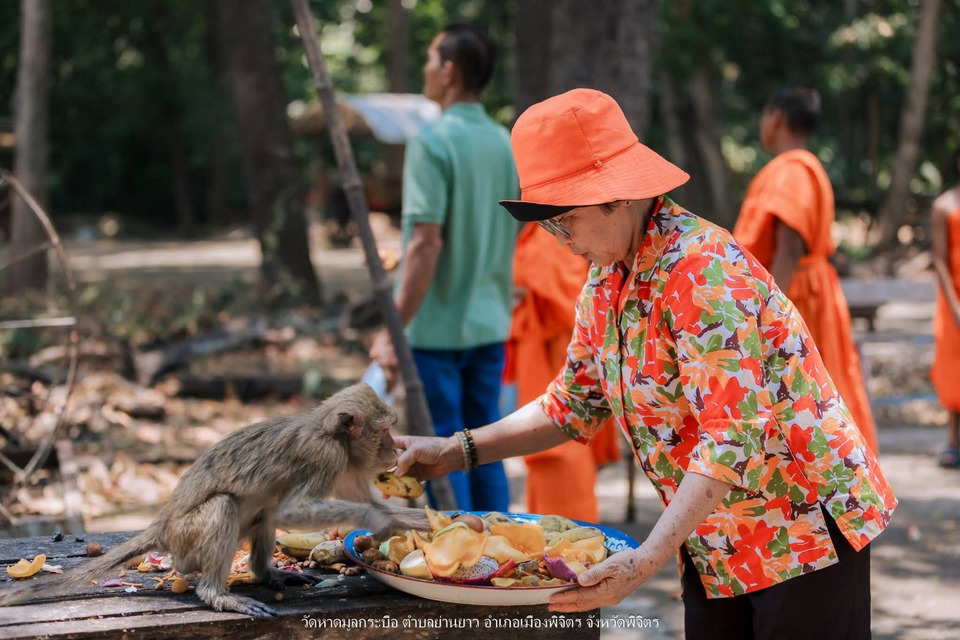 สุดน่ารัก! วัดพิจิตรจัด “โต๊ะจีนลิง” ฉลองสงกรานต์ แจกผลไม้เลี้ยงฝูงวานรนับร้อย
