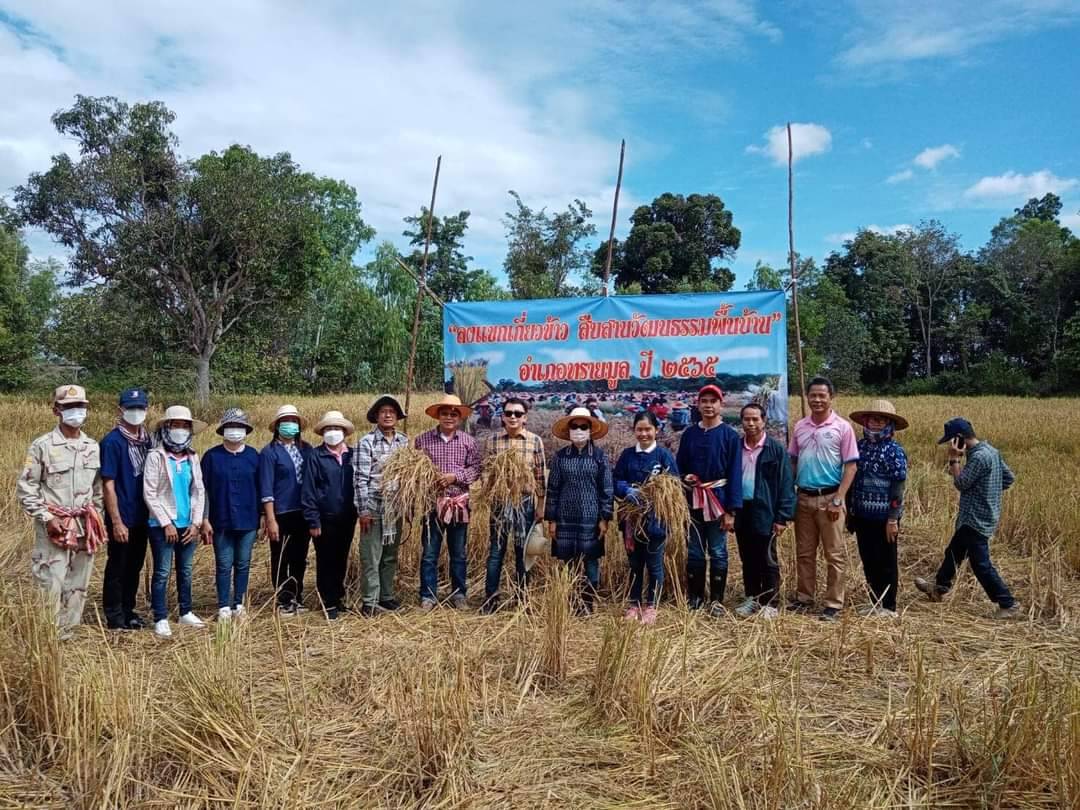 ประธานสภา อบจ.ยโสธร ร่วมลงแขกเกี่ยวข้าวสืบสานวัฒนธรรมพื้นบ้านอำเภอทรายมูล