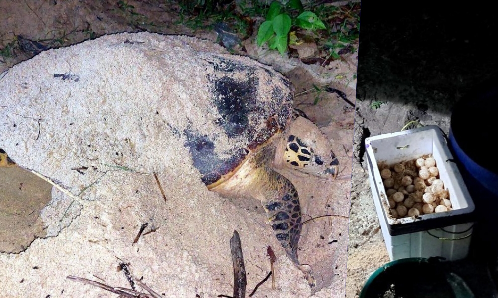 ปลื้ม! แม่เต่าลูกดก “ศรีสุดา” ขึ้นวางไข่บนเกาะทะลุ 170 ฟอง