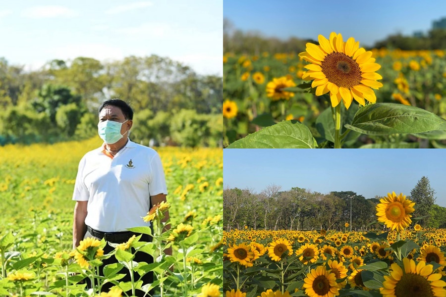 กทม.ชวนชมเทศกาลดอกไม้       "ทุ่งทานตะวัน" สวนรถไฟ ตลอดม.ค.นี้ 