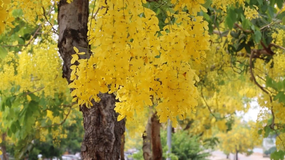 ขอนแก่นร้อนจัด! “ดอกคูน” บานสะพรั่งเหลืองอร่ามทั่วเมือง ต้อนรับนักท่องเที่ยวสงกรานต์