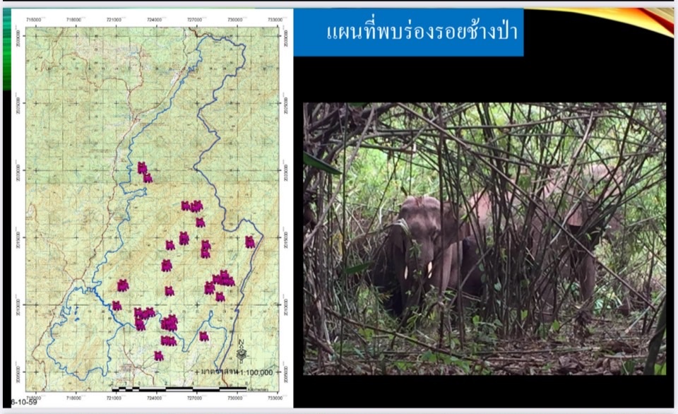 อุตรดิตถ์ วางมาตรการป้องกัน-แก้ปัญหาช้างป่าทำลายพืชผลทางการเกษตรราษฎรพื้นที่บ้านวังสัมพันธ์