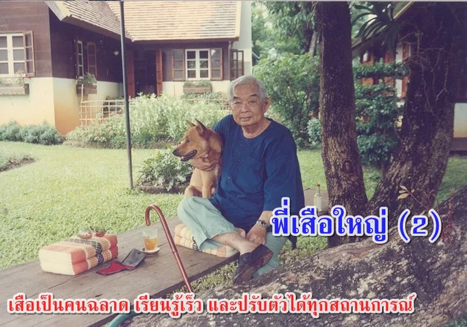 พี่เสือใหญ่ (2)