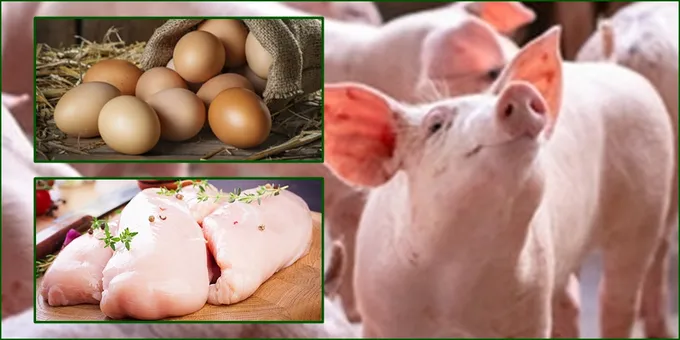 หมู-ไก่-ไข่ ชะตากรรมเดียวกัน ต้นทุนการผลิตสูง ร้องรัฐช่วยด่วน 